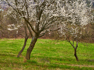 Fototapeta premium Blooming plum trees