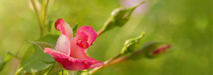 Pink rose on green background.