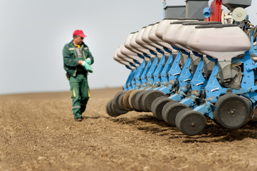 Planting corn seeds at spring time