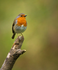 European robin perched on a branch