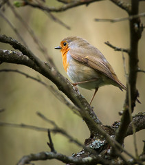 Fototapeta premium European robin perched on a branch