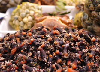Percebes