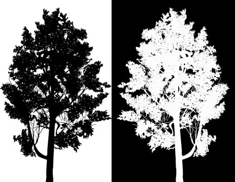 black and white pine tree silhouettes