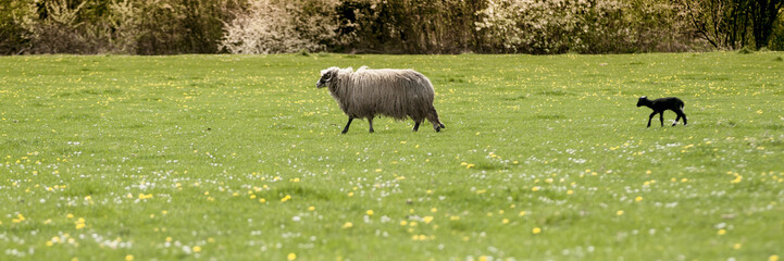 Obraz premium A flock of sheep grazing