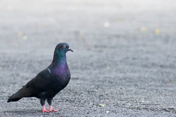 Beautiful pigeon close up in the park