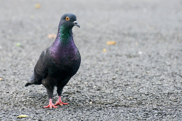 Beautiful pigeon close up in the park