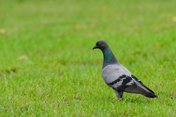Beautiful pigeon close up in the park