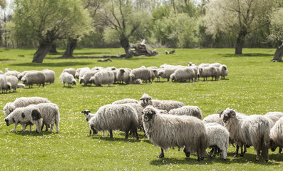 Fototapeta premium A flock of sheep grazing