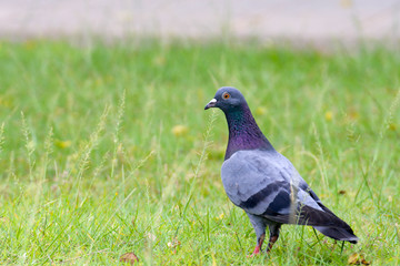 Beautiful pigeon close up in the park