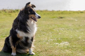 Sheltie in the wind