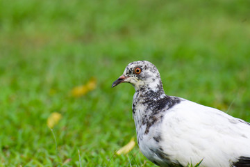 Beautiful pigeon close up in the park