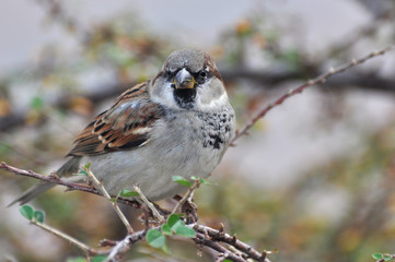Male House Sparrow (Passer domesticus) on branch 