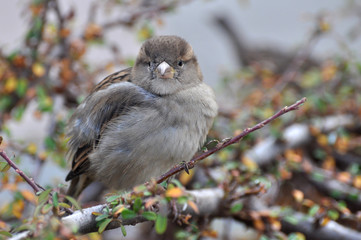 Female House Sparrow (Passer domesticus) on branch 