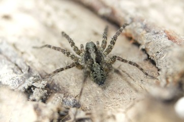 Macro close-up view of hairy little spider