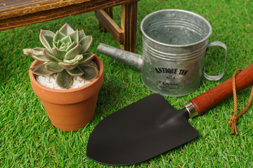 Succulent and garden tools on the lawn