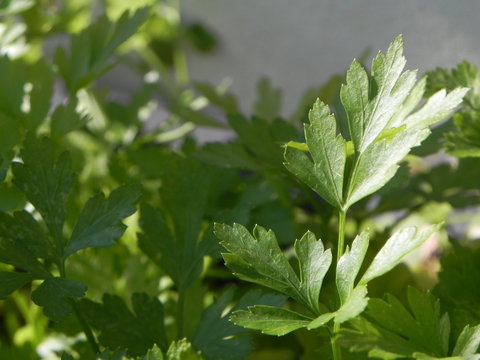 Erba aromatica prezzemolo 