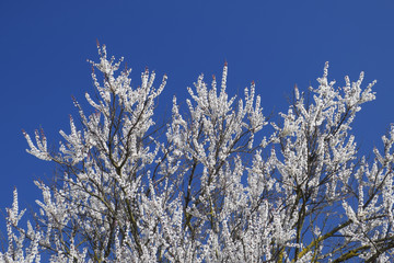 Spring flowering trees. Pollination of flowers of apricot. Bloom
