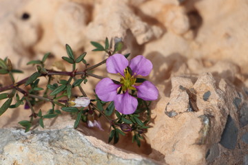 fleur du désert mauve