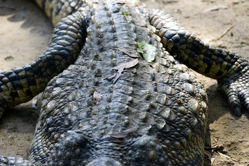 Crocodile
