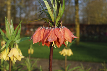 Fritillaria 'Beethoven' orange flower growth in the flowerbed.