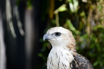 very close up with eagle