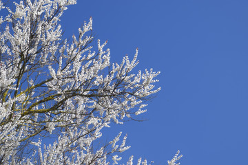 Spring flowering trees. Pollination of flowers of apricot. Bloom