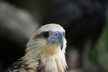 very close up with eagle