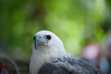 very close up with eagle