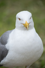 Seagull closeup on grass background