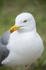 Seagull closeup on grass background