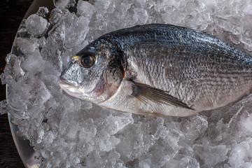 Seafood cooking preparation. Top view of dorado on ice.