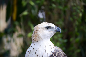 very close up with eagle