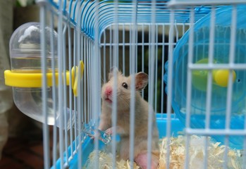 Close-up of a cute hamster in blue cage