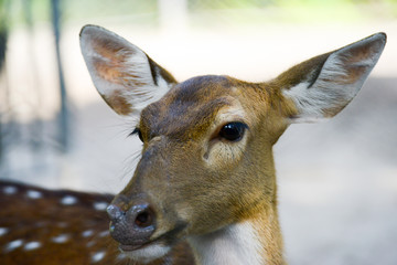 close up face deer