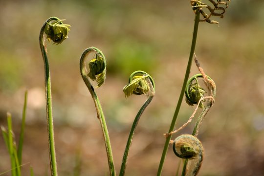 Young sprout of Osmunda japonica (one of ferns) in japanese spring