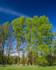  landscape with green trees