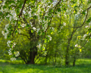 Flowering apple tree branches