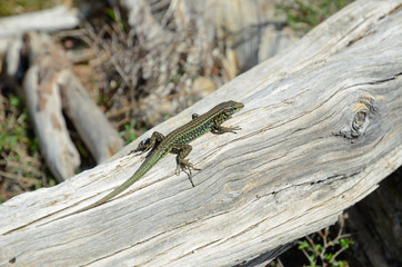 Small lizard on the dead trunk