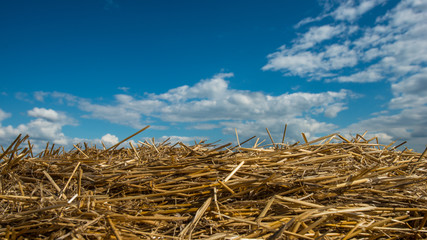 Fototapeta na wymiar Dry straw and sky