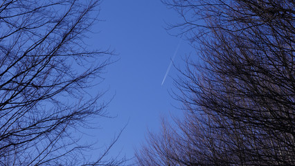 Airplane / plane in the blue sky with trace of condensation track against clear blue sky and tree branches
