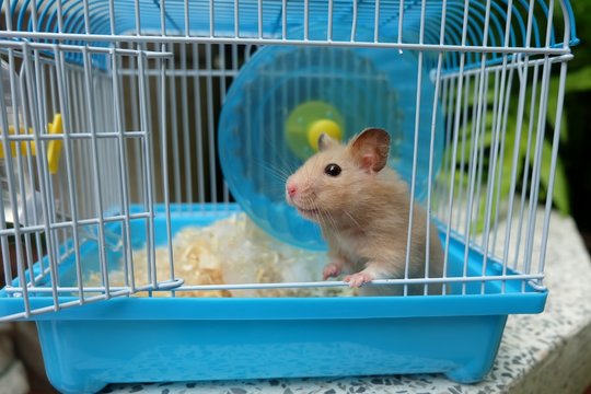 Close-up of a cute hamster in blue cage