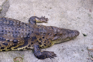 Crocodile