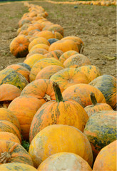 Pumpkin harvest.
A lot of Pumpkin line on field.