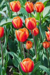Orange tulips, flowerbed 