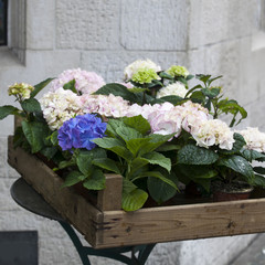 Box with pink and blue hydrangeas as a decoration for the entrance of the house