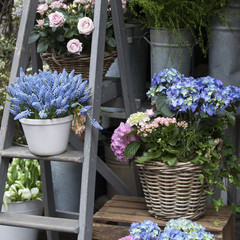 Fototapeta na wymiar Wicker baskets with a pink and blue hydrangea, red Kalanchoe and ivy adorn the entrance to the house