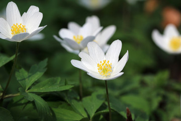 Wood anemone / Close-up shot awood anemone with a green background
