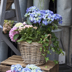 Wicker baskets with a pink and blue hydrangea, red Kalanchoe and ivy adorn the entrance to the house