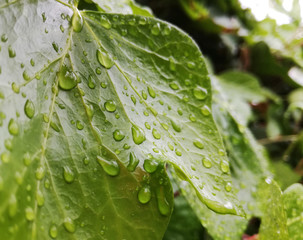 Hoja verde de hiedra con gotas de lluvia y rocío en modo macro