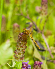 Yellow dragonfly on a weed macro, selective focus, shallow DOF